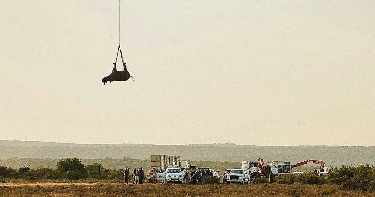 【完整註解】為什麼倒掛犀牛才是正確的做法